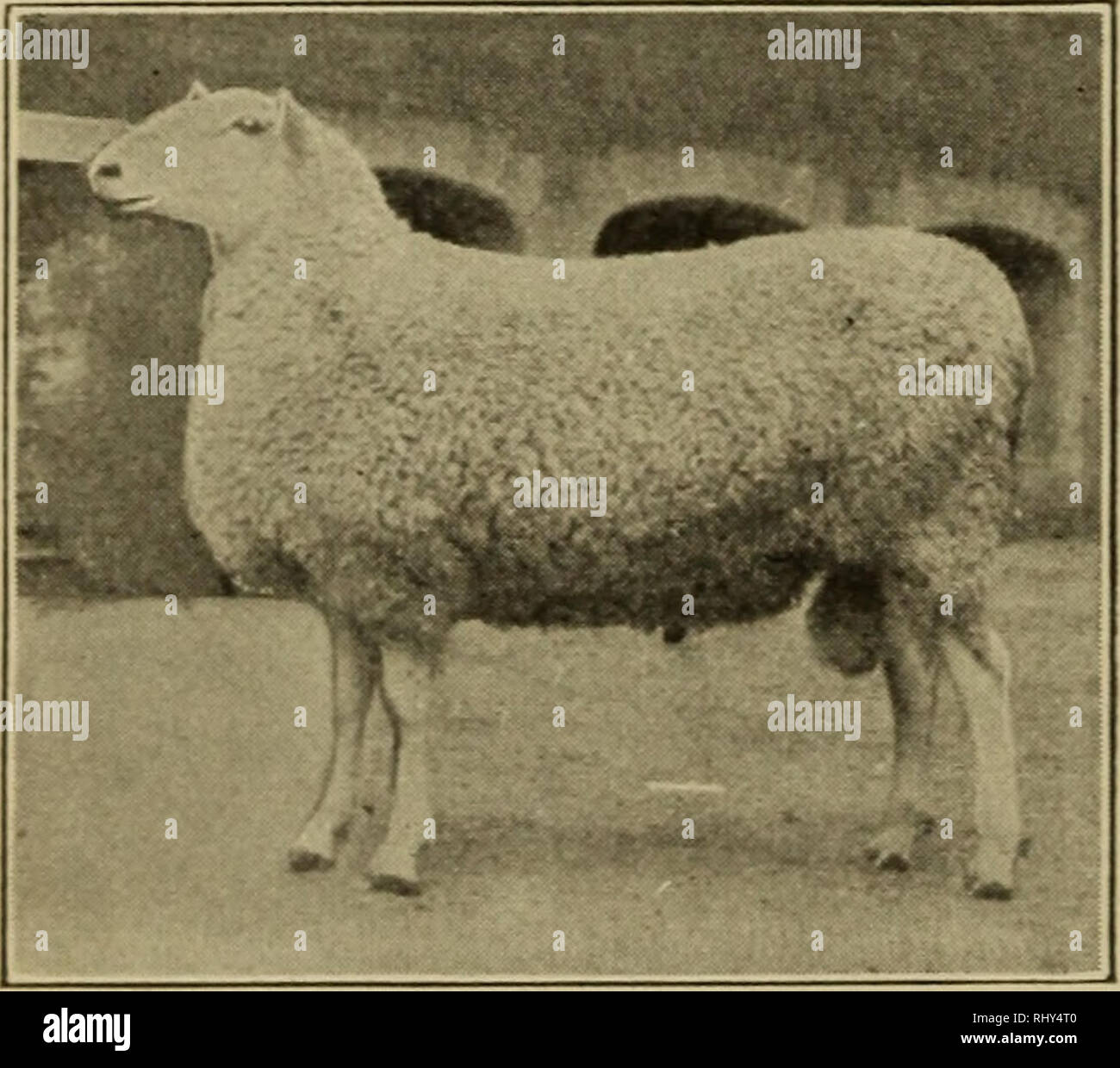 Beginnings in animal husbandry. Livestock; Poultry. 90 BEGINNINGS IN ANIMAL  HUSBANDRY tail, and have often been called ^'Fat Tailed Sheep/' In recent  years, especially since about 1893, they have been bred