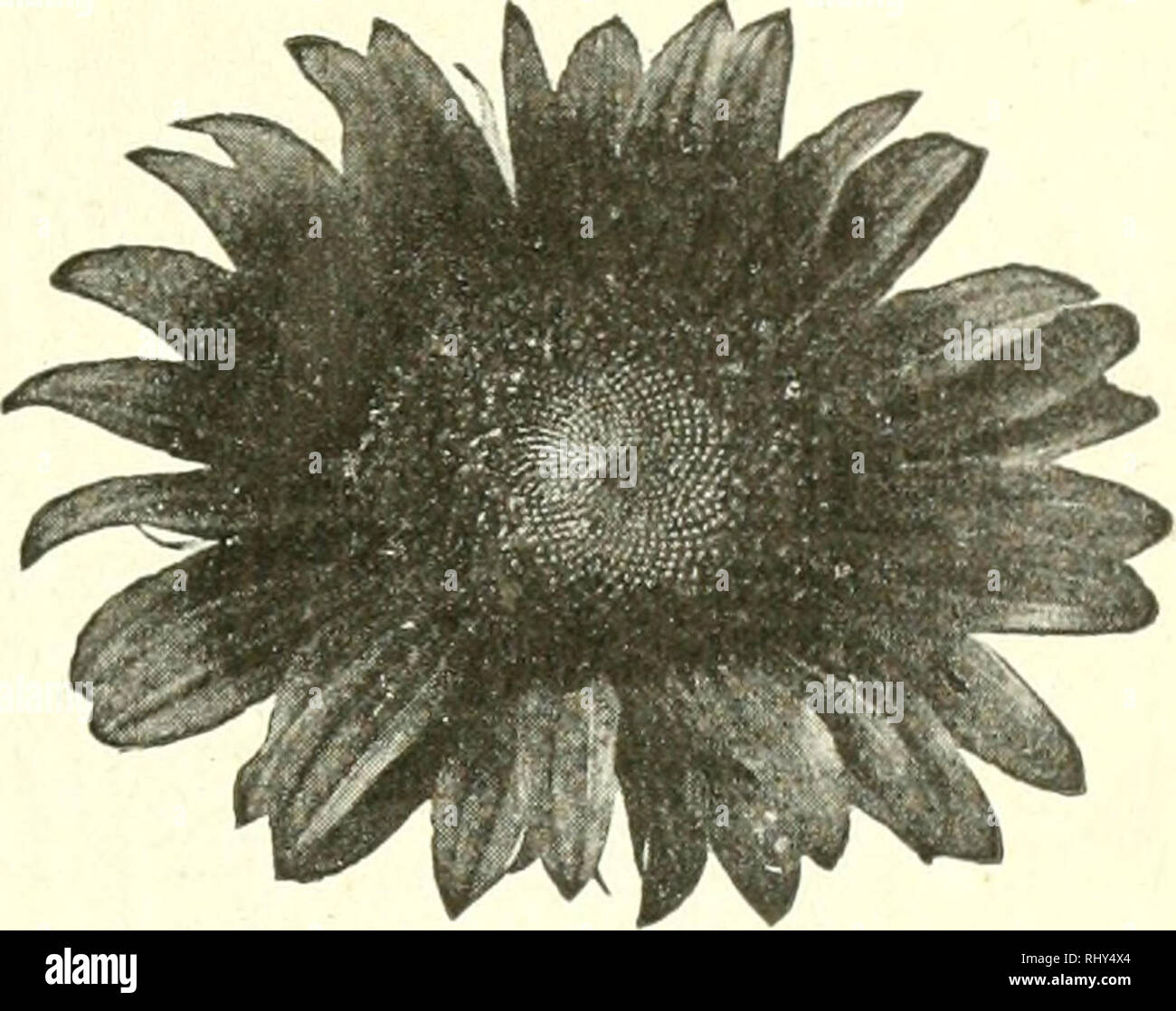 . Beginners botany. Botany. THE FLOWER —ITS PARTS AND FORMS 141. Fig. 189. — Head of Sunflower. florets are inclosed in a more or less dense and usually green involucre. In the thistle (Fig. 190) this involucre is prickly. A longitudinal section discloses the flo- rets, all attached at bot- tom to a common torus, and densely packed in the involucre. The pink tips of these florets con- stitute the showy part of the head. Each floret of the this- tle (Fig. 190) is a com- plete flower. At a is the ovary. At (^ is a much-divided plumy calyx, known as the pappus. The corolla is long- tubed, rising  Stock Photo