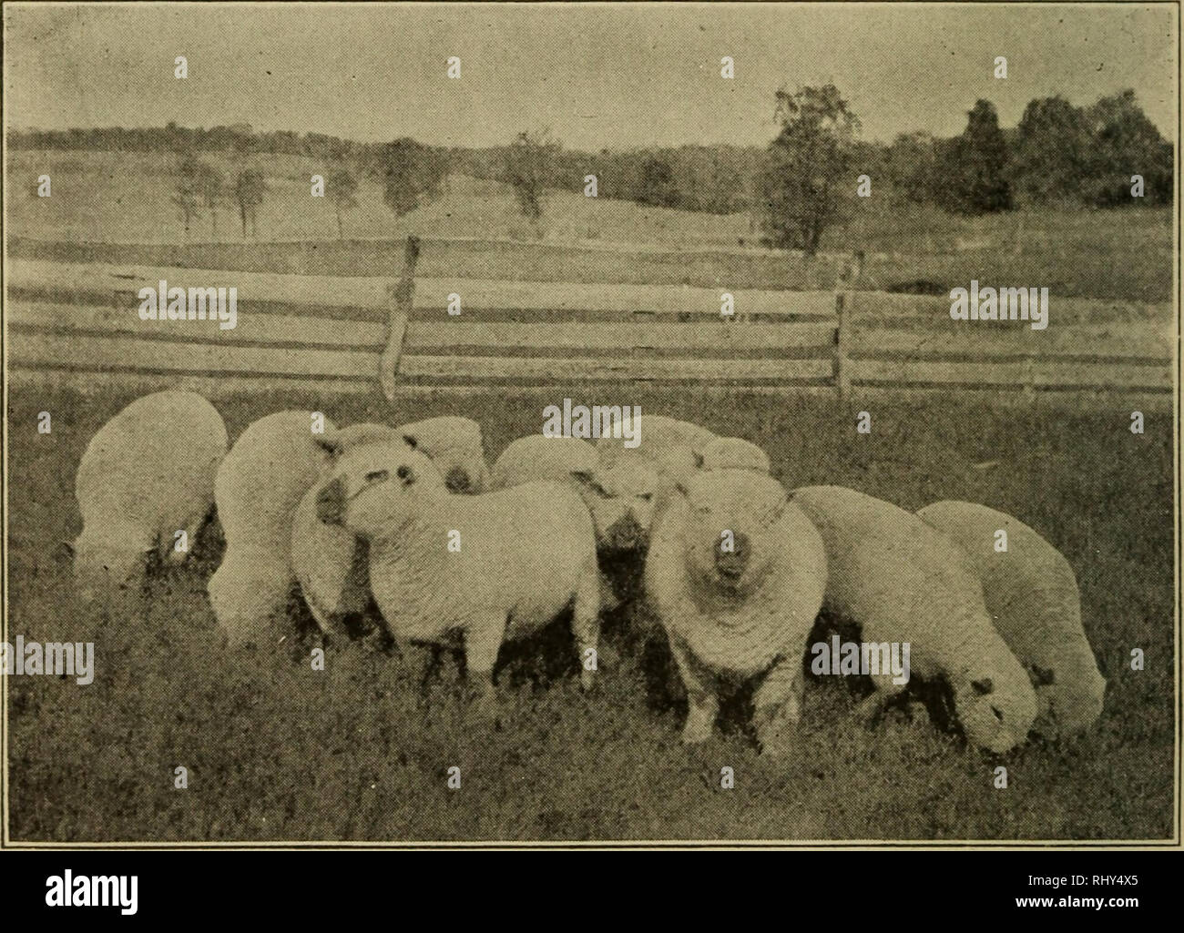 . Beginnings in animal husbandry. Livestock; Poultry. 82 BEGINNINGS IN ANIMAL HUSBANDRY breed commands universal respect, and flocks of South- downs are found all over the civilized world. The Shropshire sheep originated from a number of dif- ferent types native in and about the county of that name in western England. This is a rather hilly region, with many fine pastures, and is well suited to these animals. A num- ber of different men were interested in the improvement of. Fig. 45. A group of Shropshire sheep on farm of H. M. Brown, of Ohio. Photograph from W. E. Duckwall. the Shropshire, pr Stock Photo