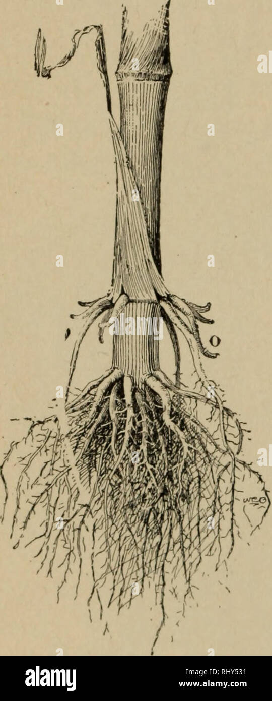 . Beginners' botany. Botany. 36 BEGINNERS' BOTANY Some plants bear
