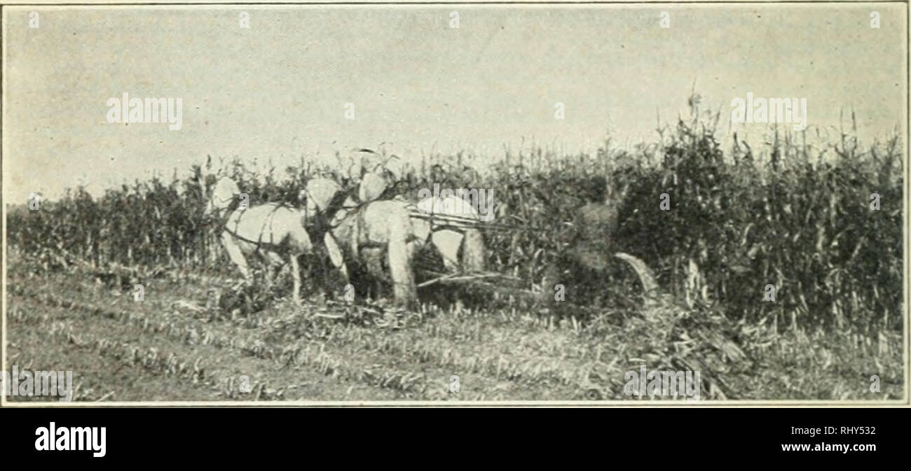 Beginnings In Animal Husbandry Livestock Poultry 292 - 