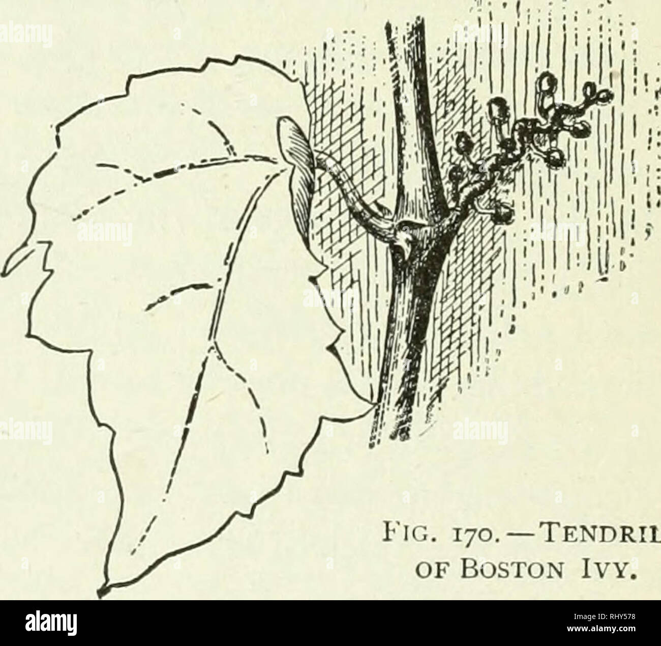 Beginners Botany Botany Fig 169 Tendrii To Show Where The Coil Is Changed Distinguished From Stem Tendrils By Their Irregular Of I Idcjbiitc Position As Well As By Their Mode Of