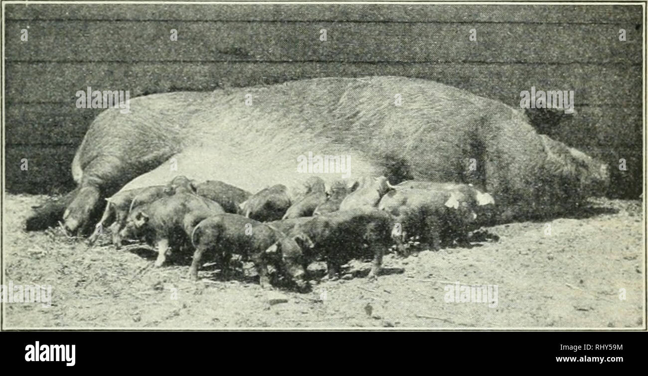 Beginnings in animal husbandry. Livestock; Poultry. UEREDITY: ITS MEANING AND IXFLVEXCE 225 directly concern the stockman are the following: (a) Color markings. One of the most important features of breed identification Beginnings in animal husbandry. Livestock; Poultry. UEREDITY: ITS MEANING AND IXFLVEXCE 225 directly concern the stockman are the following: (a) Color markings. One of the most important features of breed identification