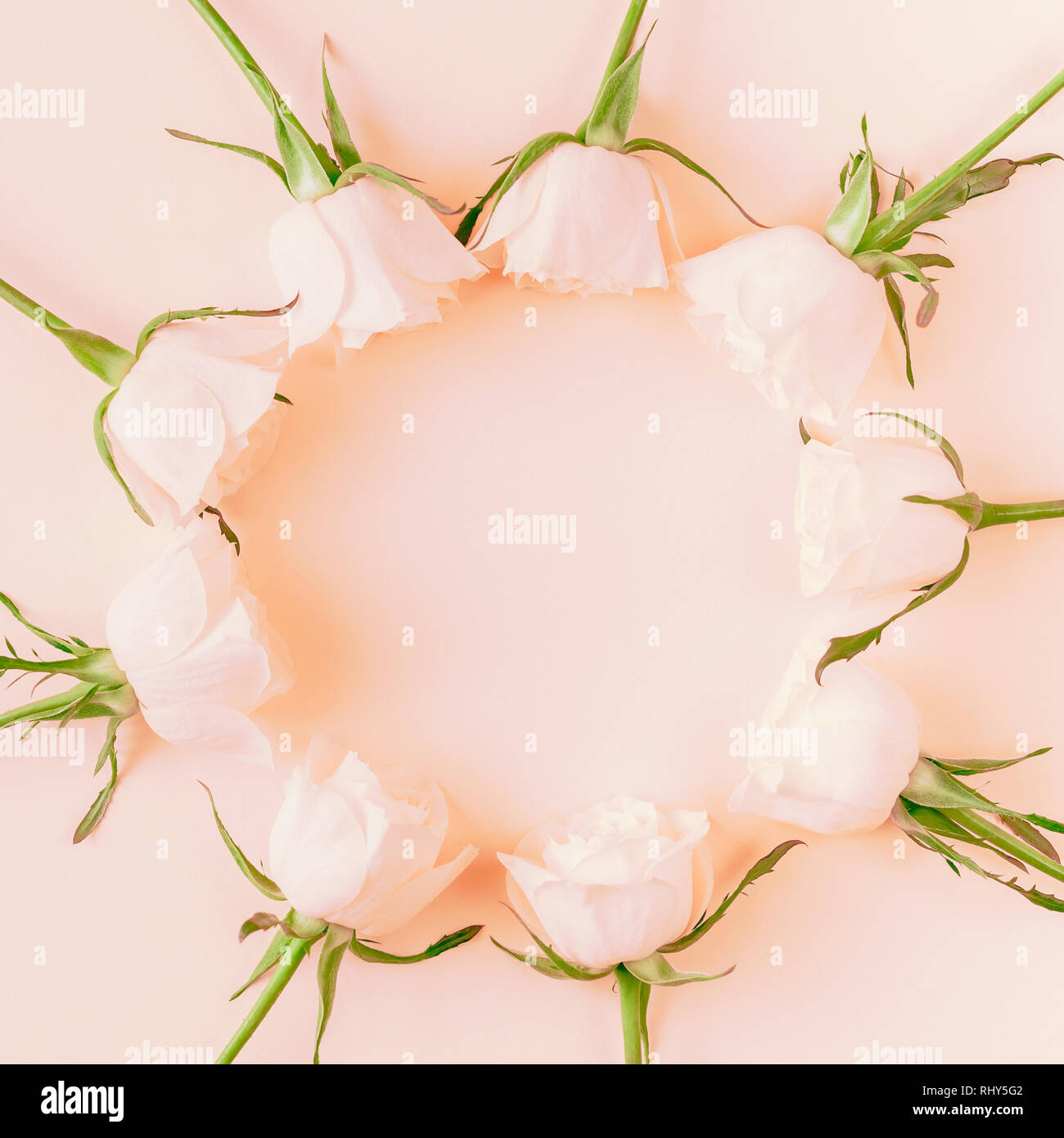 Creative top view flat lay fresh pink roses composition with copy space ...