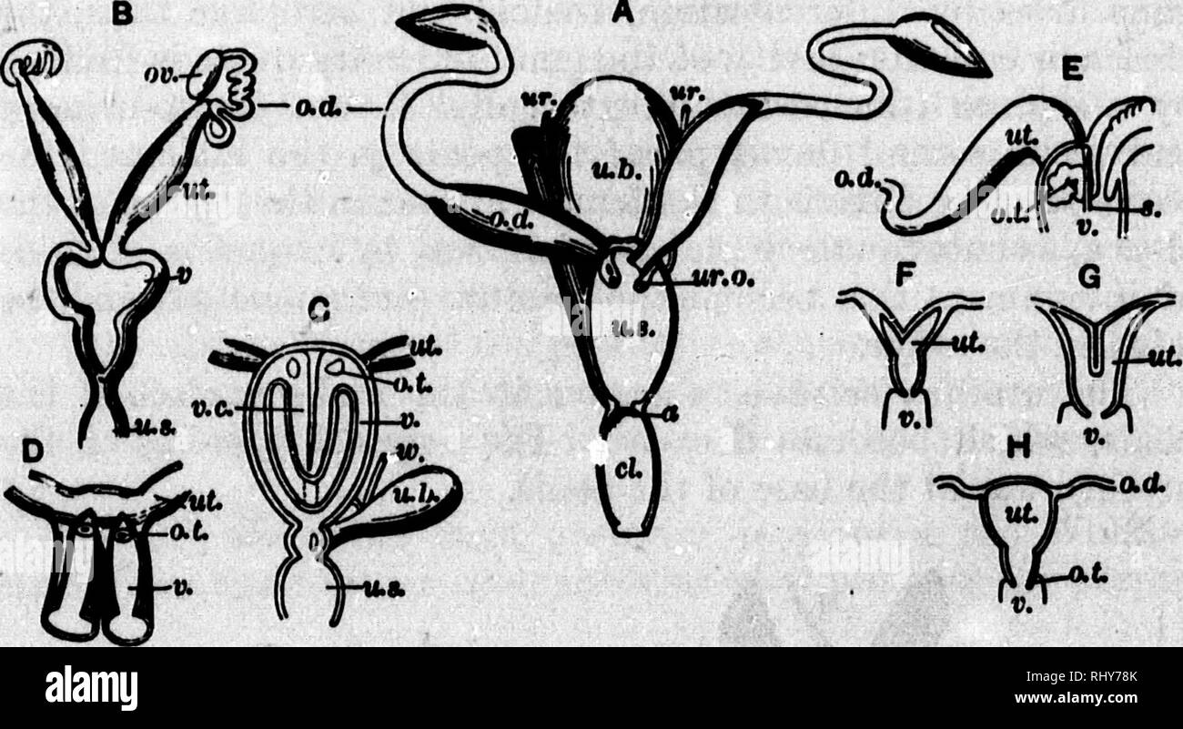 . A text-book of animal physiology [microform] : with introductory chapters on general biology and a full treatment of reproduction, for students of human and comparative (veterinary) medicine and of general biology. Physiology, Comparative; Veterinary physiology; Physiologie comparée; Physiologie vétérinaire. 112 f AMIUAL PHYSIOLOGY. A. Fig. IM.—Various forma of Duunmaltan uteri. A. Ornlthoi^yiichui. B. Didelphys donlgem. C. Phalantrteta Tulidiia. O. Double utenu and TOKina; numan anomaly. E. I«puacunl- culua (rabbit), uterua duplex. F. Uterus bloomis. Q. Uterus Mpartitus. H. Uterus simplex ( Stock Photo
