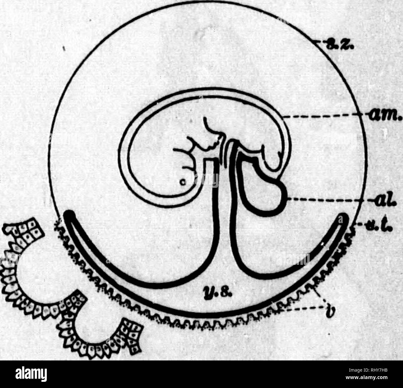 A text-book of animal physiology, with introductory chapters on general  biology and a full treatment of reproduction  Physiology, Comparative.  Fio. 117.—Head of cbick of fourth day, viewed from below as