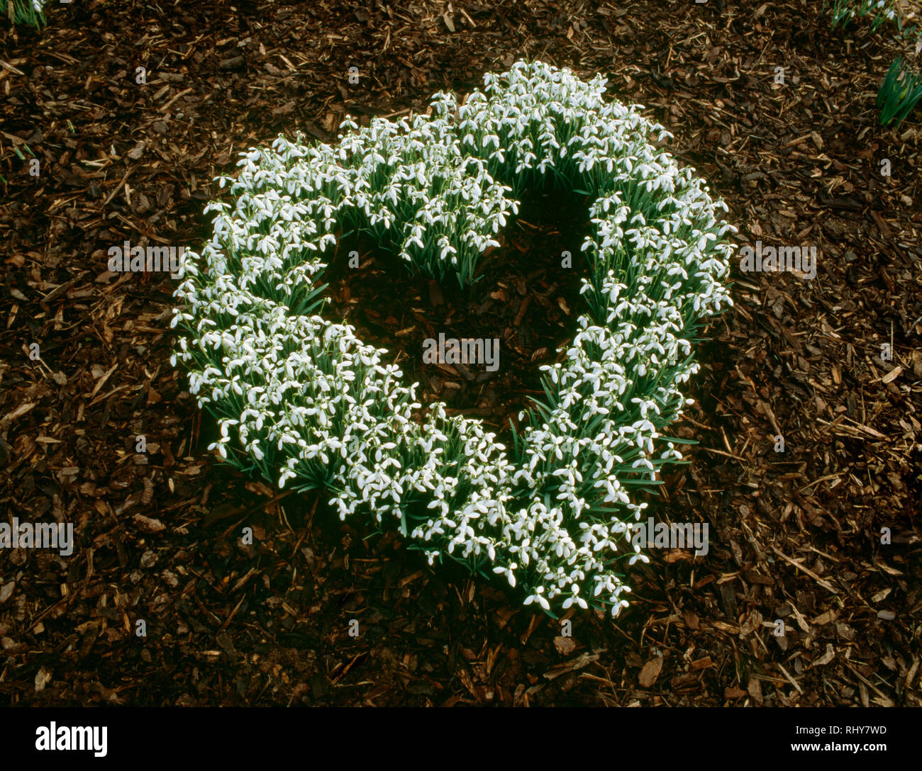 Snowdrops planted in a  heart shape to make a garden feature under trees. Mulched with with composted bark. Stock Photo