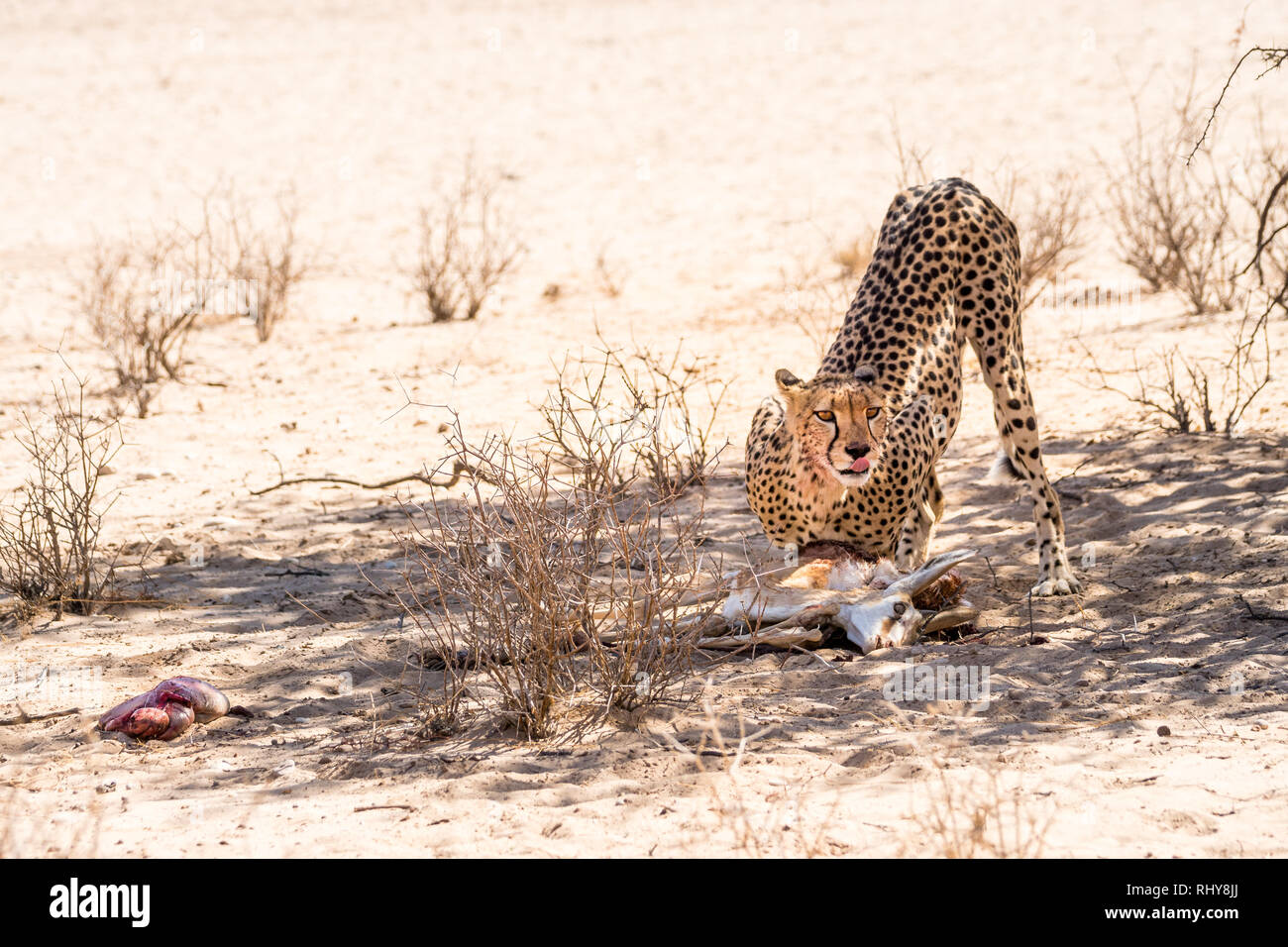 when we found this cheetah he ha just killed this baby springbock and started to feed. Stock Photo