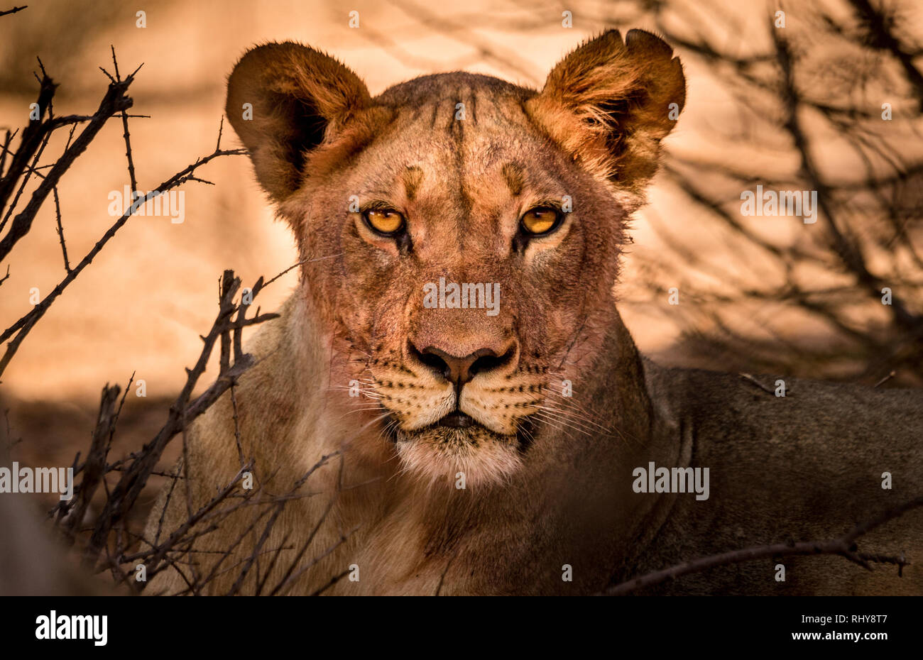 a lioness in the Kalahari is throwing a intense glance at us. felt somewhat scarry, even inside the car. Stock Photo