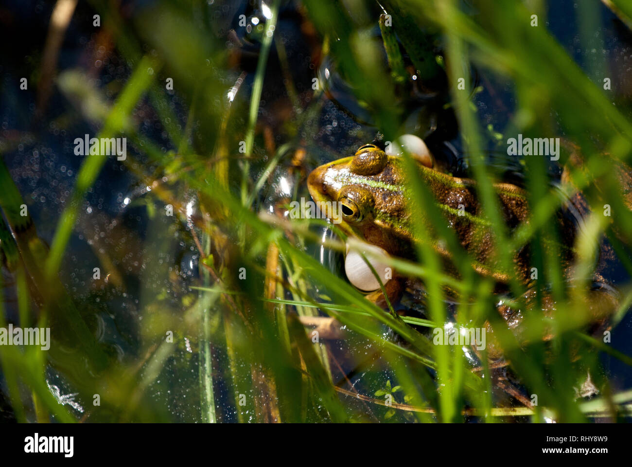 croaking frog in a swamp Stock Photo