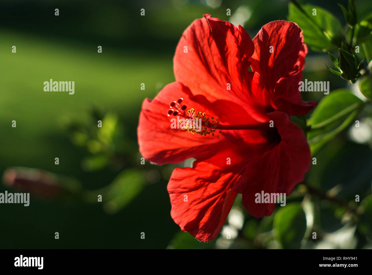 Hibiscus flower in Egypt Stock Photo Alamy