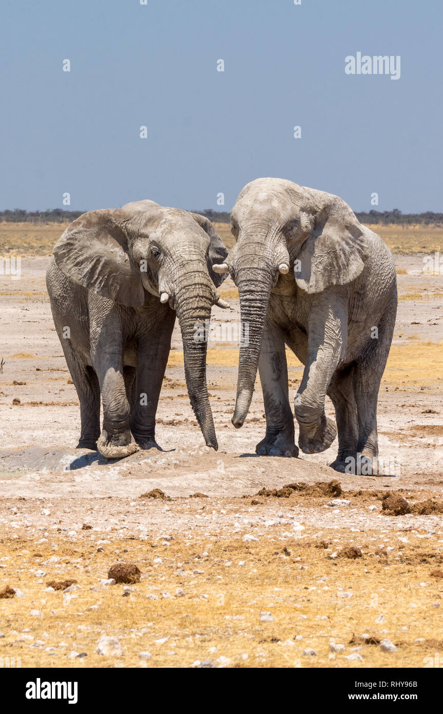 Bull elephant black and white hires stock photography and images Alamy