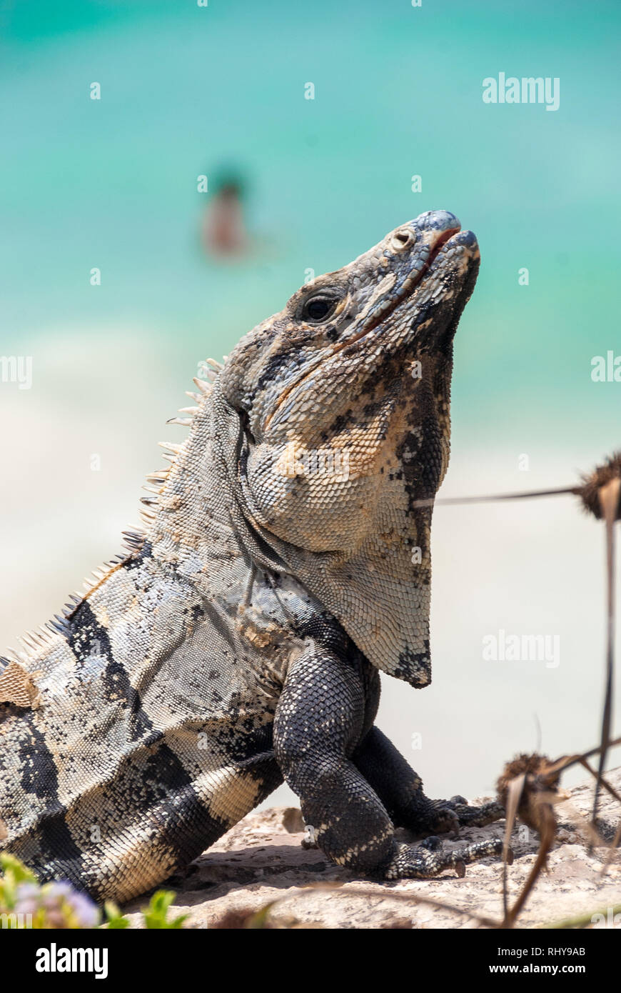 a impressive iguana is taking a sunbath at the beach of Tulum Stock Photo