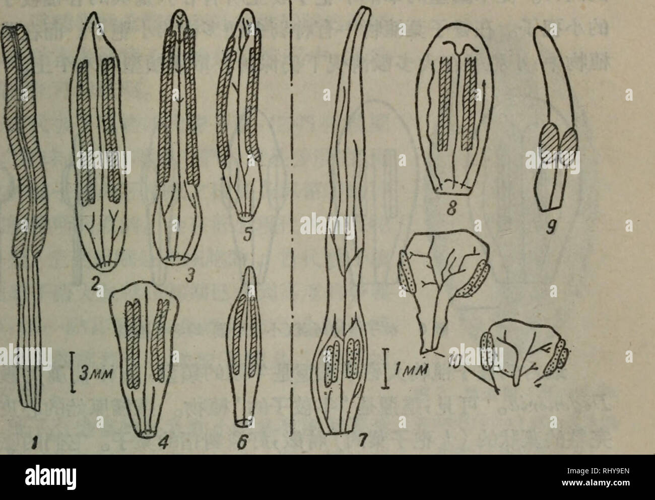 . bei zi zhi wu de qi yuan. Botany. ç¬¬å -ç« å¤ä»£çå½ççæ®µ 33 å5æ¨è-gåç¨®ä»£è¡¨çéè 1. IAriodendron tulipifera; 2. Magnolia lennei; 3. Magnolia soulan- geana; 4. Tdlauma pumila; 5. Michelia yunnanensis; 6. Michelia baillonii; 7. Himantandra helgraveana; 8. JDegeneria vitiensis; 9. Belliolum haplipus; 10. Schisandra henryi å¨ä¸é¢ä¸åªä¸æ¬¡æå°éçæ¥µå¦çDegmerlaå±¬çå®çå°å-¢å-åï¼é ç¶å·²æå°å°æ¥è¿,ä½éæ²æçµåç²èååãå¨åå§çè¢«å-æ¤ç©å±®ï¼å¯ ä»¥çå°å¾éç¨®æ¥è¿èå°æªçµåçå°å-¢å-åå°ç¾ä»£çèååçä¸ç³»å çéæ¸¡é¡åã æ©æè¢«å-æ¤ç©çå°å-¢å-å¤§æ§ªä¹æ¯å¦å¨æ¬å §èéµç®ãèé¡ç®ãéæ å±¬ãæ¨è-ç®åå ¶è¦ªç¶ çé¡å,å½æ¯å®æºçã'å®åæ¯ç¸ç¶çå¤§ï¼éå¤å Stock Photo