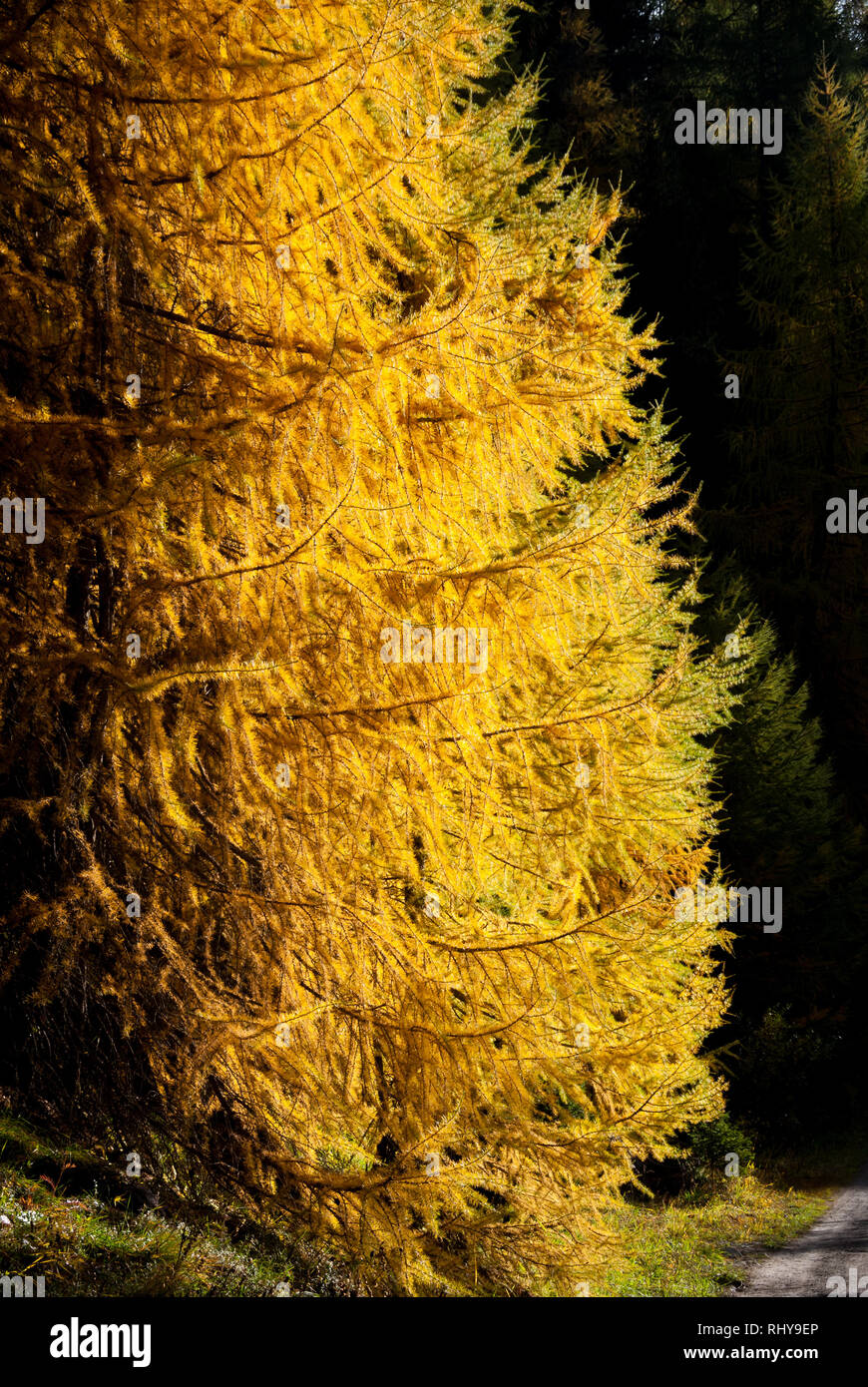 larch in yellow in the swiss national Park Stock Photo