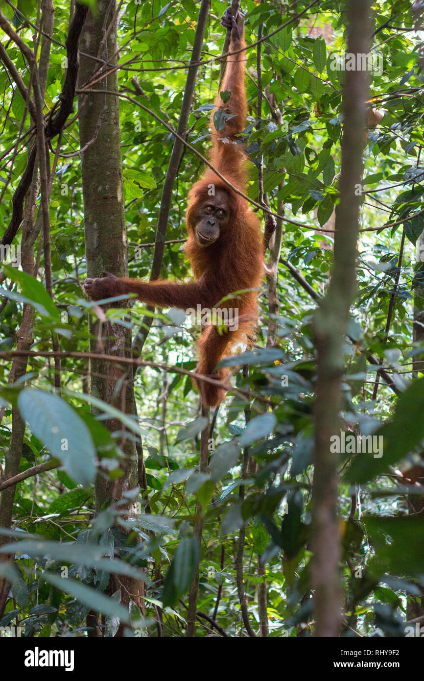 a orangutan in the Forests of Bukit Lawang on Sumatra Stock Photo