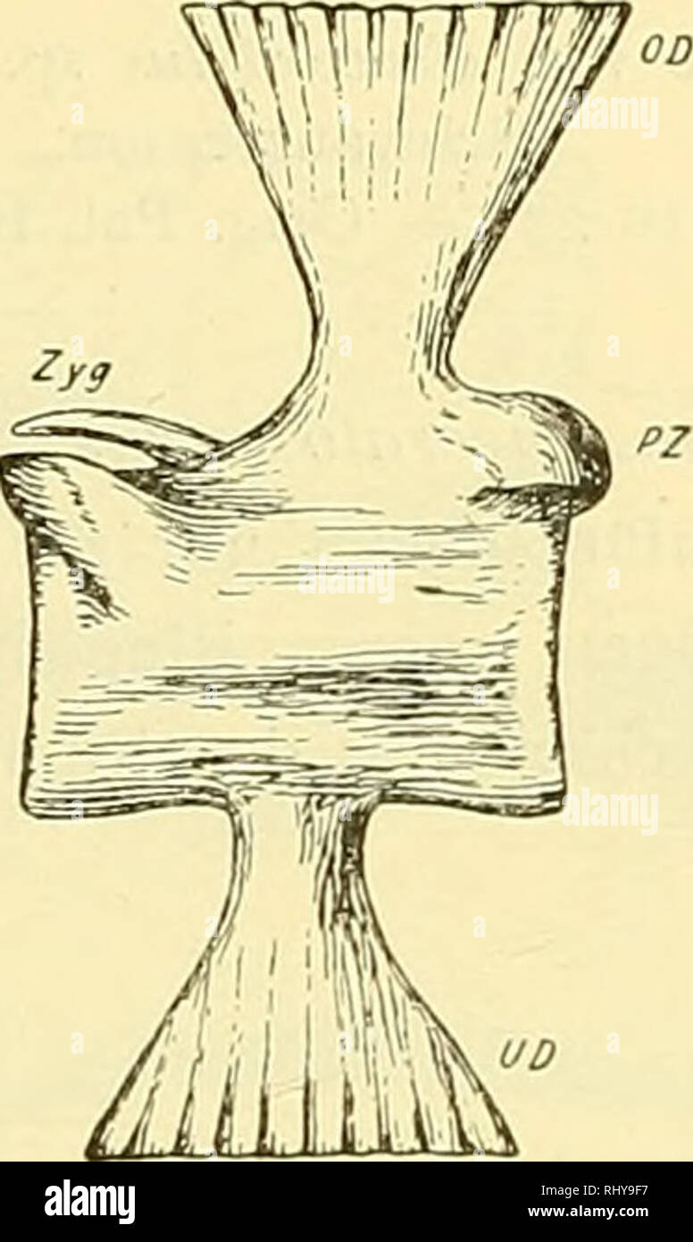 . Beiträge zur Paläontologie und Geologie Österreich-Ungarns und des Orients : Mitteilungen des Geologischen und Paläontologischen Institutes der Universität Wien. Geology; Paleontology. [19] Über die Wirbel und die Rippen holospondyler Stegocephalen (Lepospondyli Zitt). haben nach Fritsch die hinteren Rumpfwirbel, bei denen aber von den oberen Gelenkfortsätzen nur das Z5'gosphen vorhanden ist. (Vergl. Fritsch, Taf. XXVI, Fig. 4.) — Ich konnte Rumpfwirbel nur an dem kleineren Wiener Exemplar von Urocordylus sp. beobachten. Im Gegensatz zu dem eben besprochenen Wirbel sitzt der obere Bogen nich Stock Photo