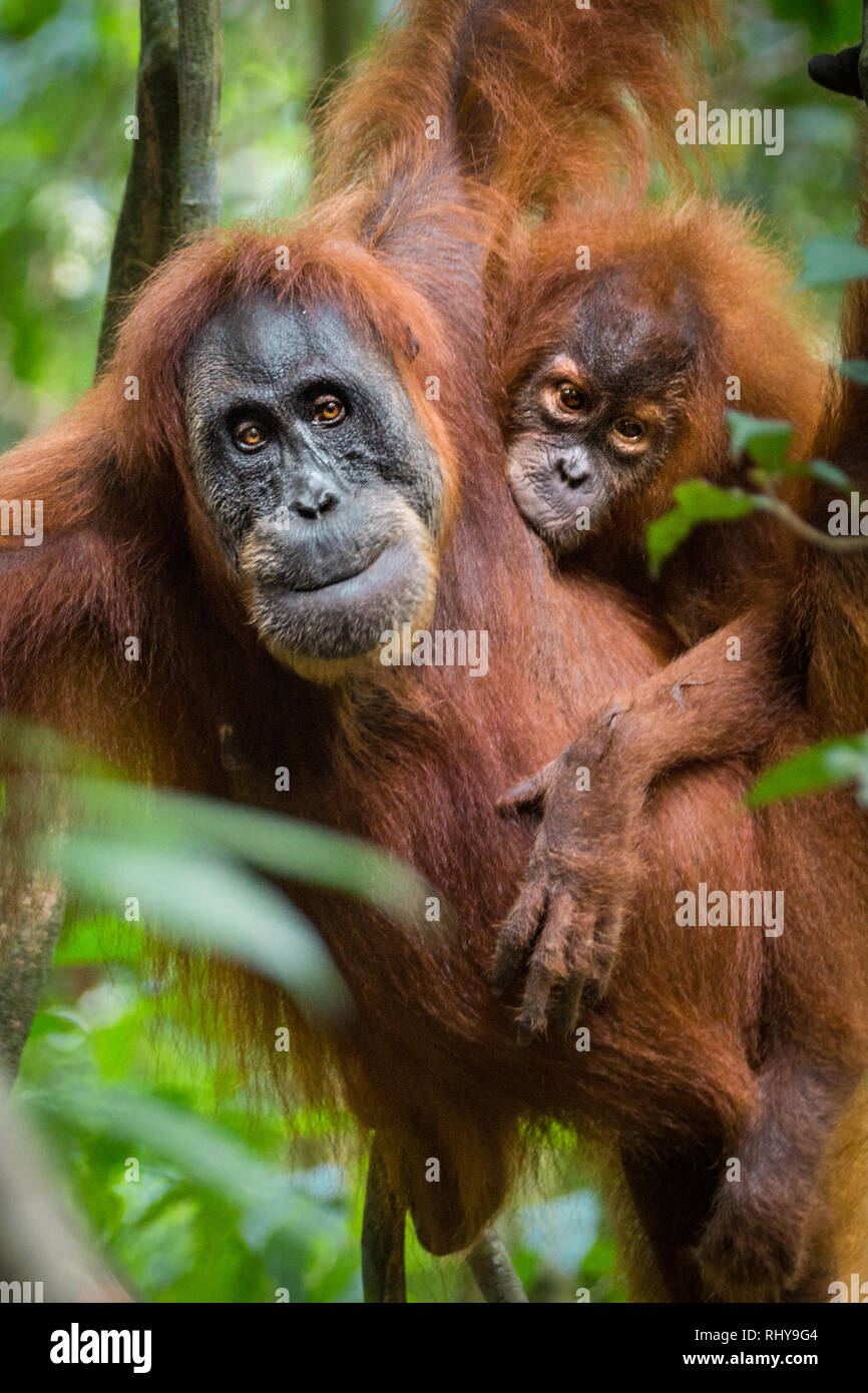 A Cute Baby Orangutan With Its Mother In The Forests Of A Cute Baby Orangutan With Its Mother In The Forests Of