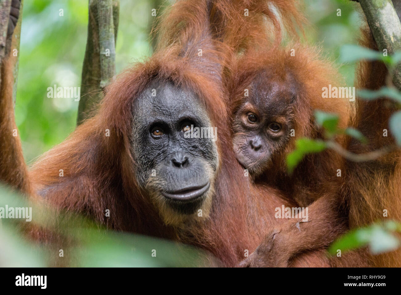 A Cute Baby Orangutan With Its Mother In The Forests Of A Cute Baby Orangutan With Its Mother In The Forests Of