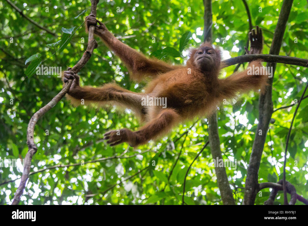 a cute baby orangutan in the Forests of Bukit Lawang on Sumatra Stock Photo