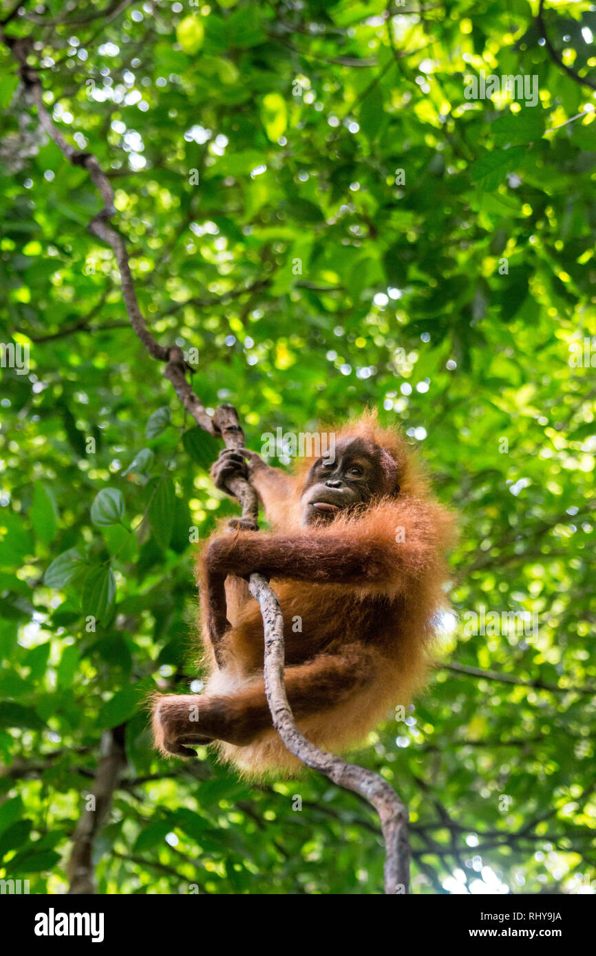 A Cute Baby Orangutan In The Forests Of Bukit Lawang On