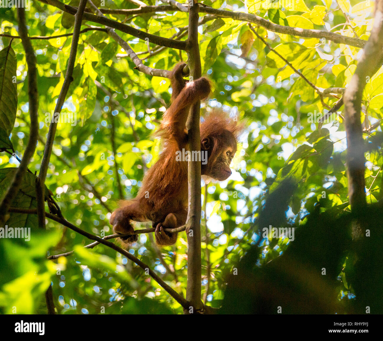 a cute baby orangutan in the Forests of Bukit Lawang on Sumatra Stock Photo