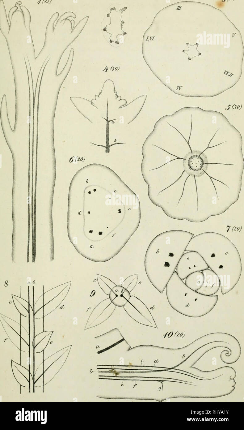 . Beiträge zur wissenschaftlichen Botanik. Growth (Plants); Plant physiology; Plant morphology. I ^^/JJ Zf30j Jßoj. 1-3Psilohini. 4,5 Hippuns.6,7 Salisburia.8,9 Sela^ineJla lO.Marsilea. Please note that these images are extracted from scanned page images that may have been digitally enhanced for readability - coloration and appearance of these illustrations may not perfectly resemble the original work.. Nägeli, Carl, 1817-1891; Schwendener, S. (Simon), 1829-1919; Leitgeb, Hubert, 1835-1888. Leipzig : W. Engelmann Stock Photo