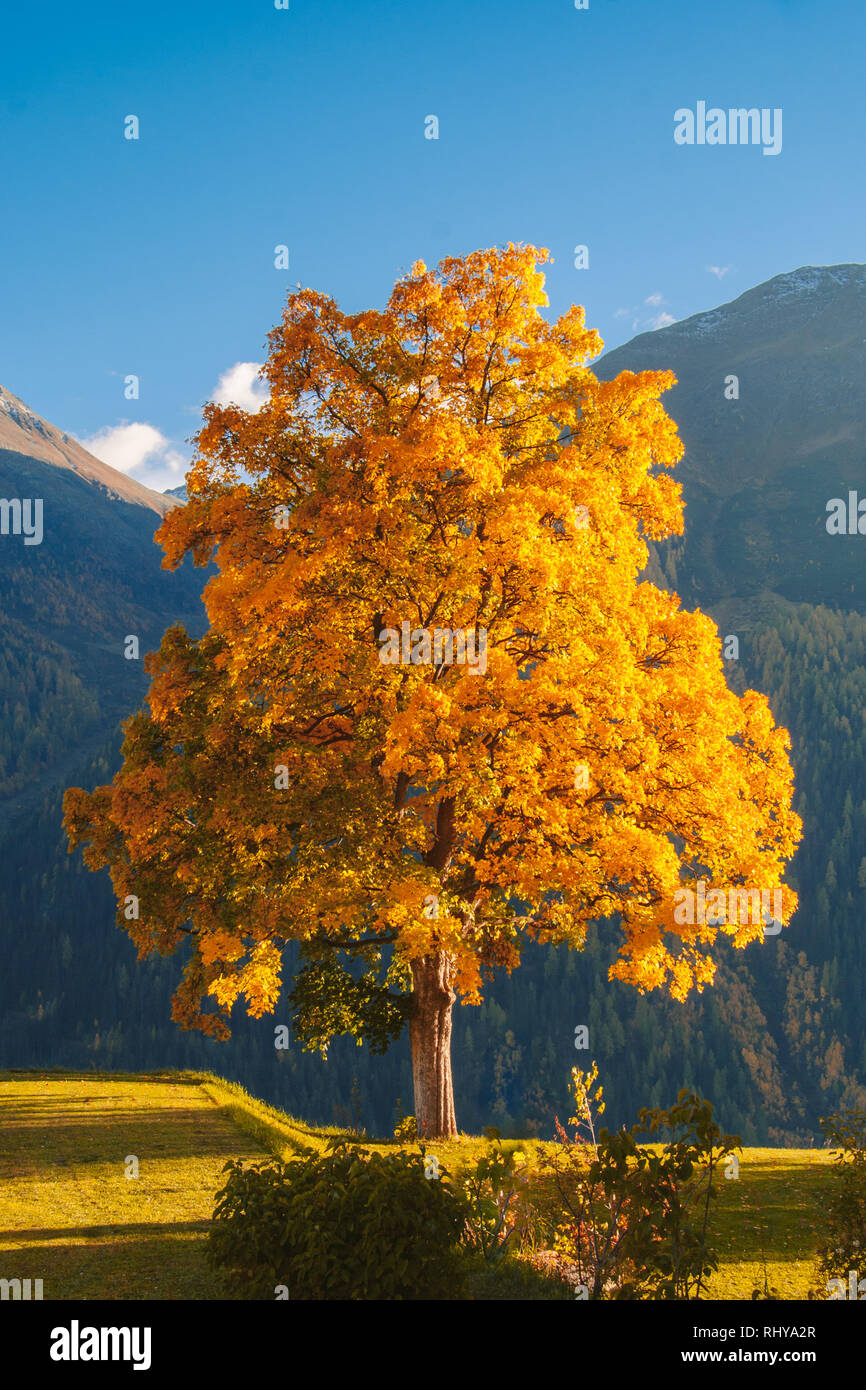 a stunning lime tree in the picturesque town of Guarda, Engadin Stock Photo