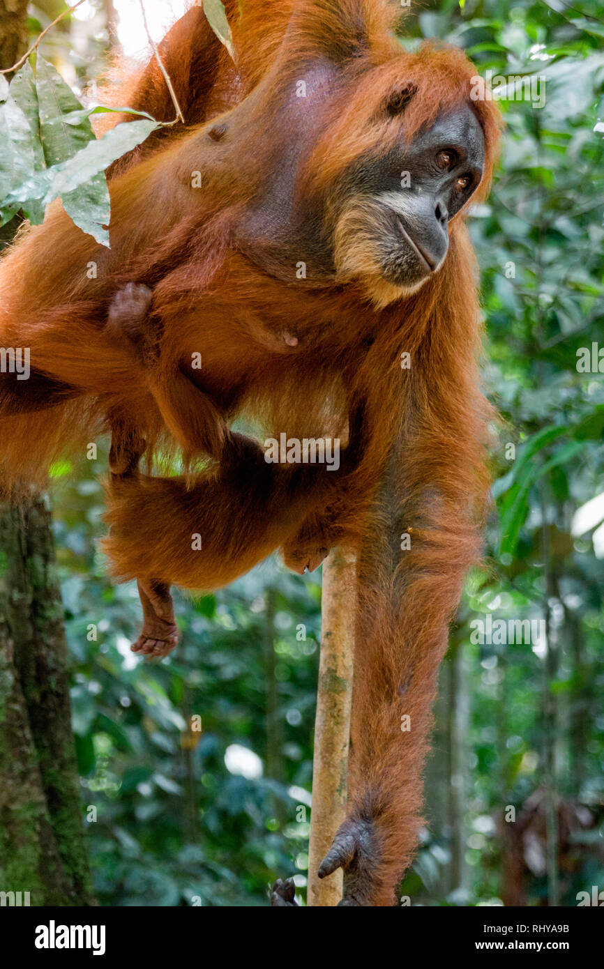 A Cute Baby Orangutan With Its Mother In The Forests Of A Cute Baby Orangutan With Its Mother In The Forests Of