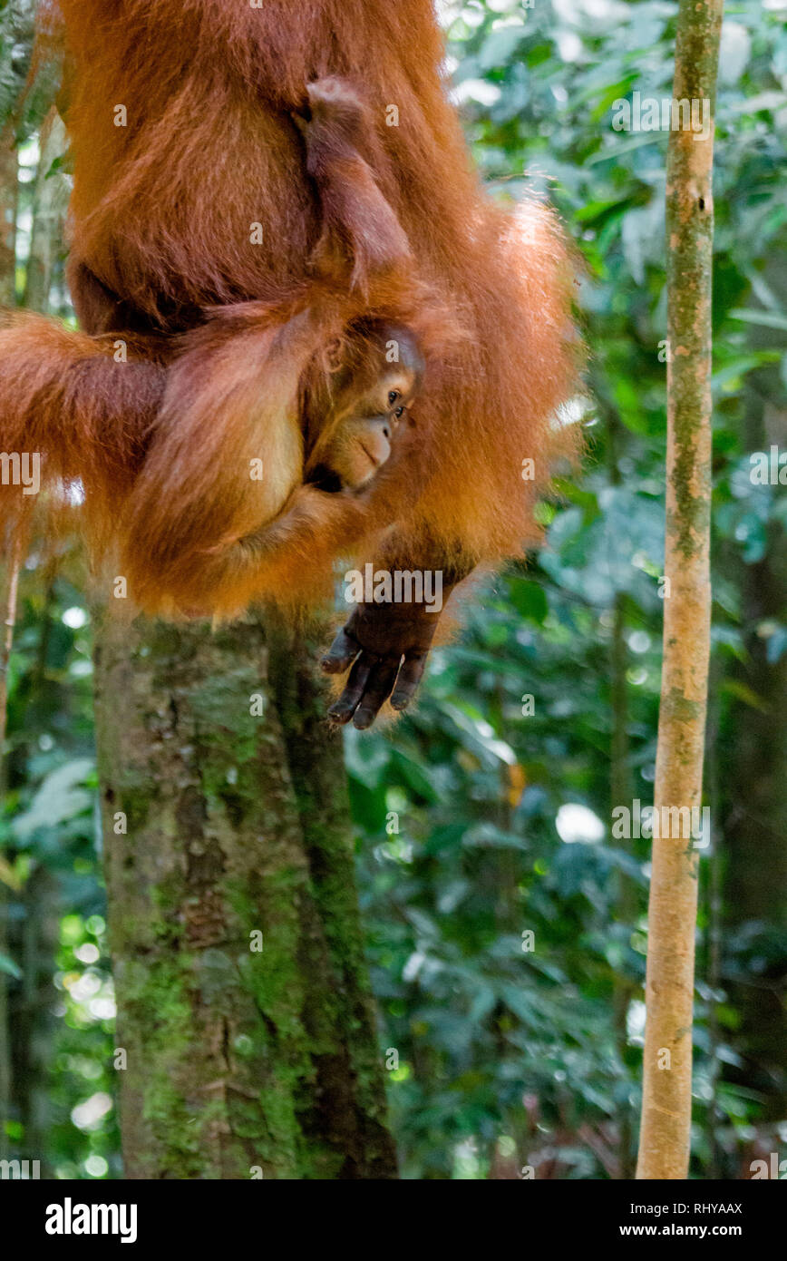 A Cute Baby Orangutan In The Forests Of Bukit Lawang On A Cute Baby Orangutan In The Forests Of Bukit Lawang On