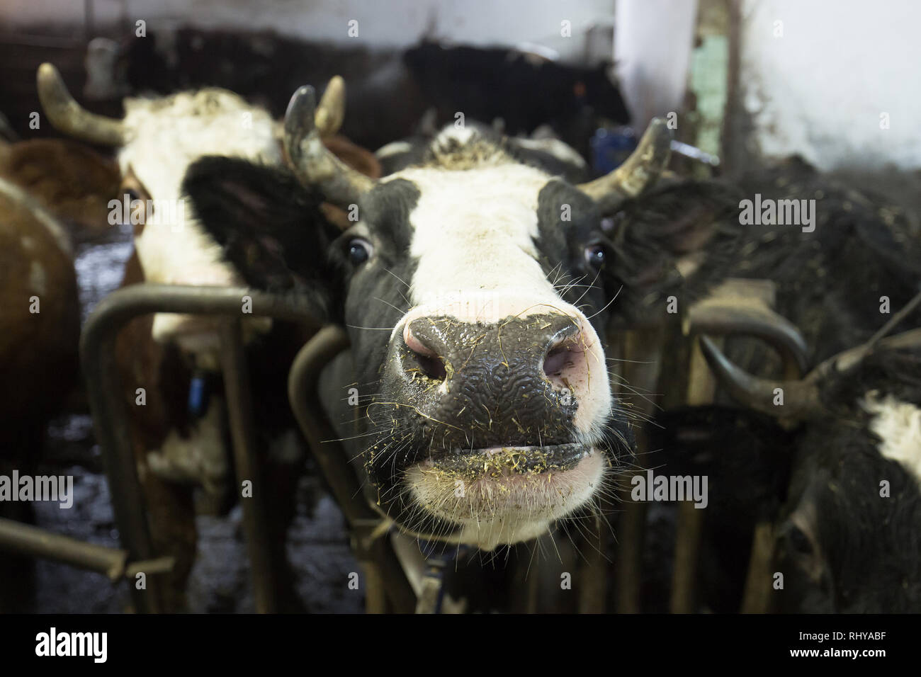 Cattle in a stall on a farm. Meat and milk production, agriculture