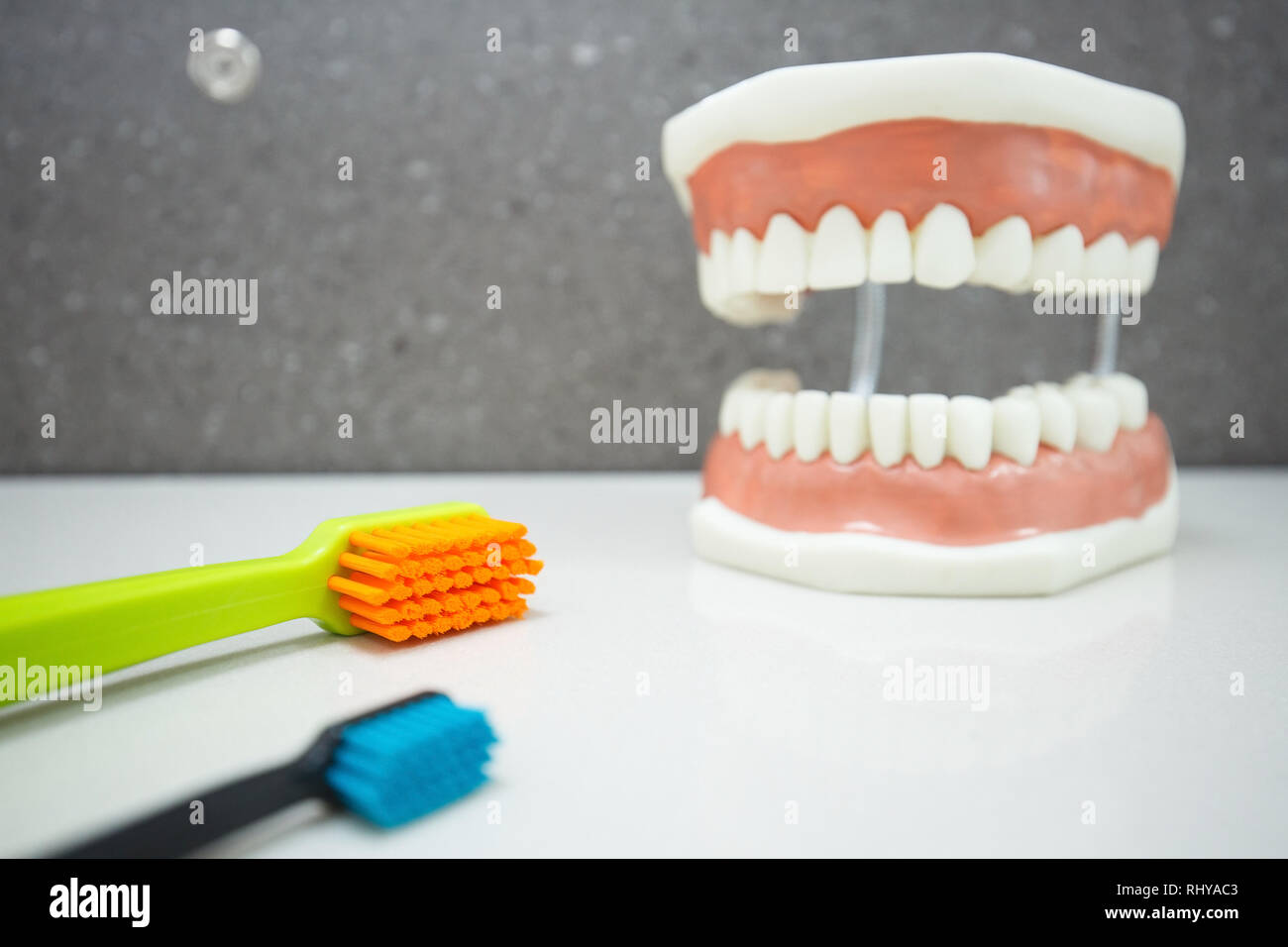 Upper and lower jaw dental model with toothbrushes. Proper cleaning, dental hygiene education and prevention concept and background. Stock Photo