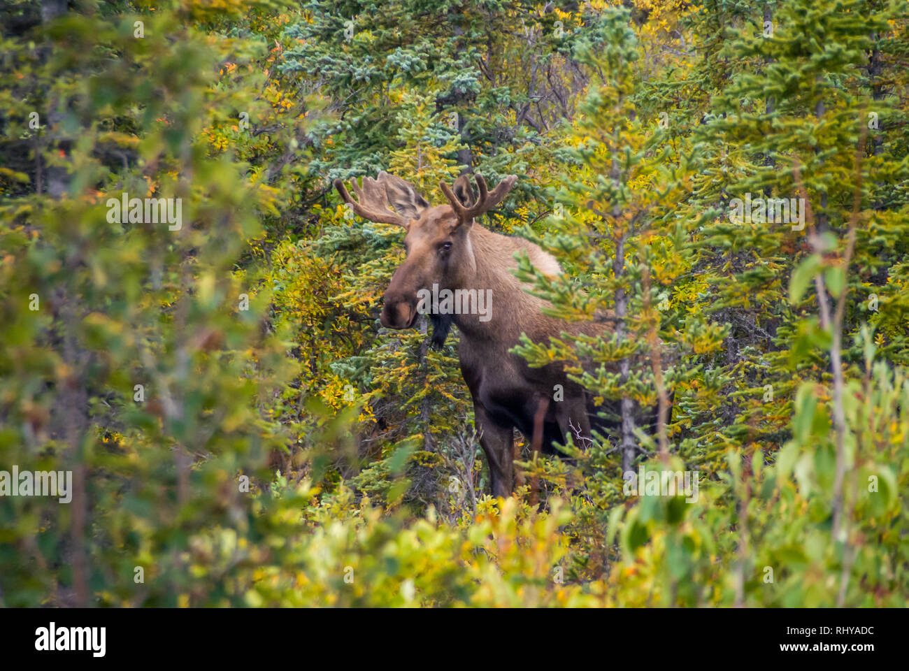 Bull moose denali national park hires stock photography and images Alamy