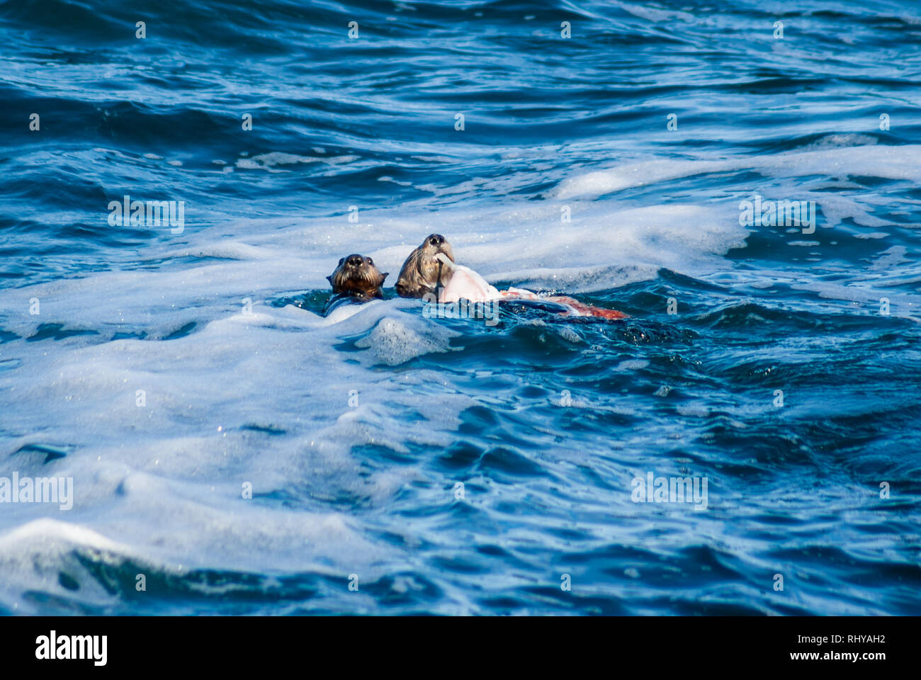 cute seaotters feeding on a octopus in Kenai Fjords National Park Stock Photo