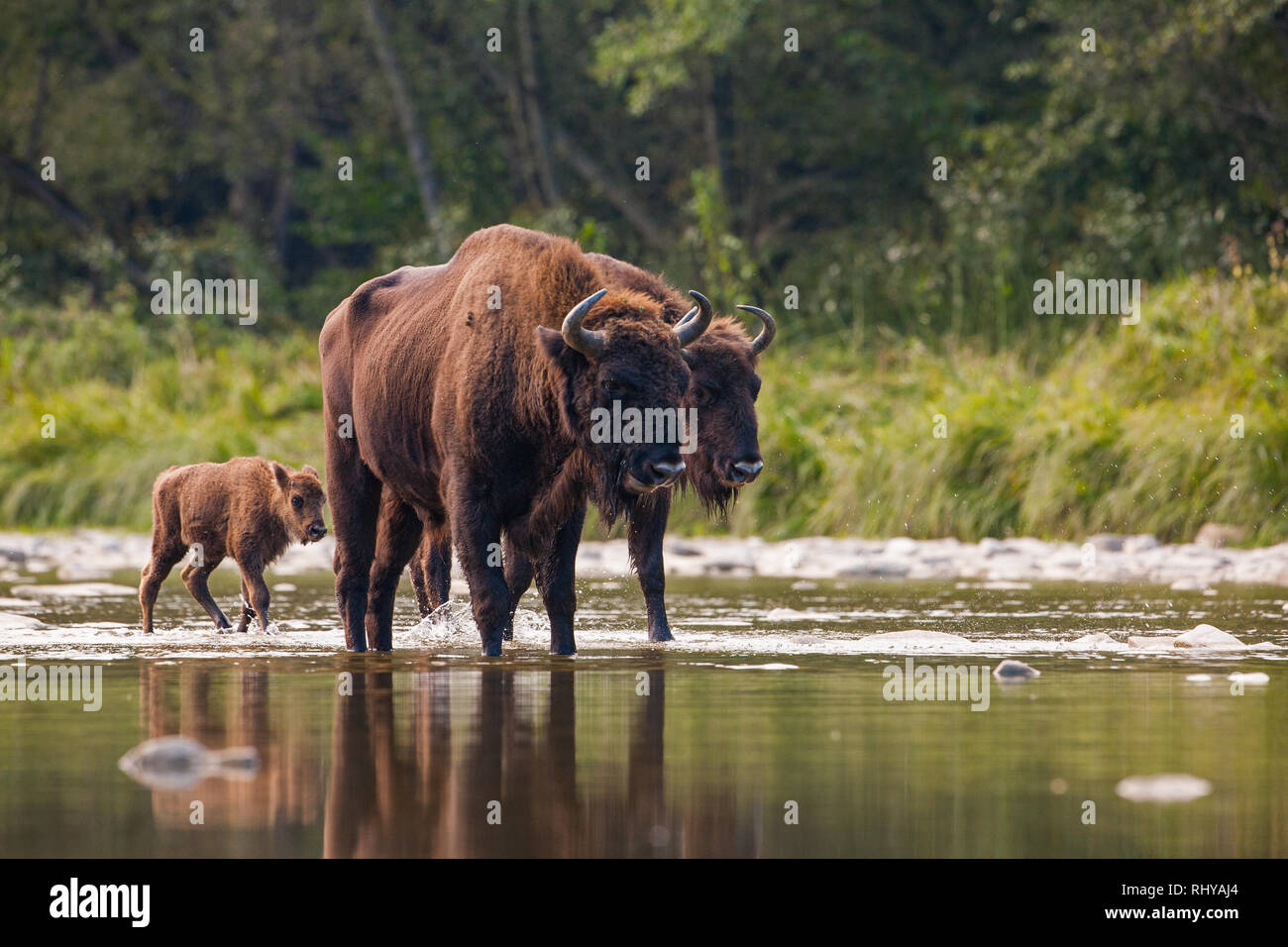 Herd of european bison, bison bonasus, crossing a river Stock Photo