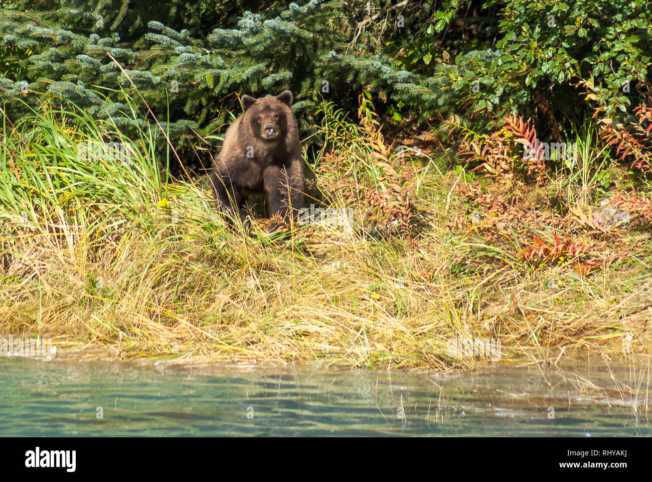 a grizzly bear on the shore of Chilkoot River in Haines, Alaska Stock Photo
