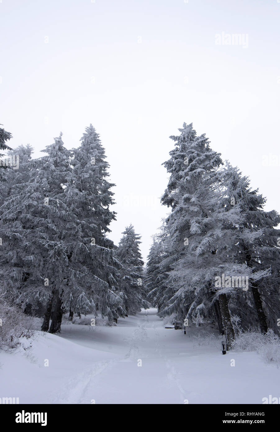 Cold winter morning in mountain forest with snow covered fir trees ...