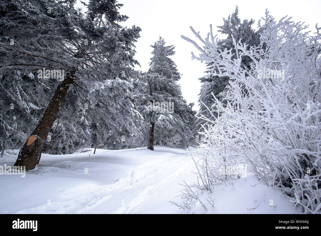 Cold winter morning in mountain forest with snow covered fir trees ...