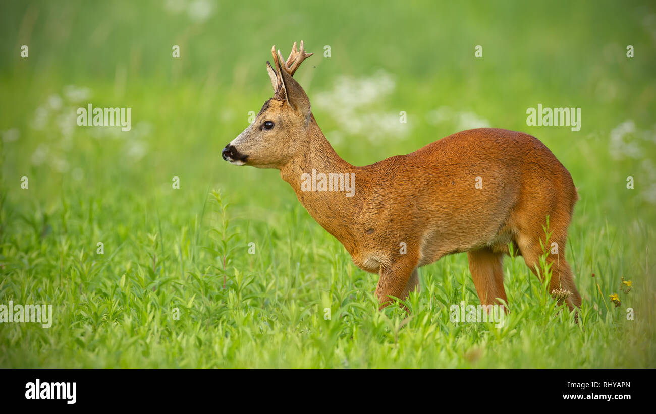 Young roe deer walking on green meadow looking away Stock Photo