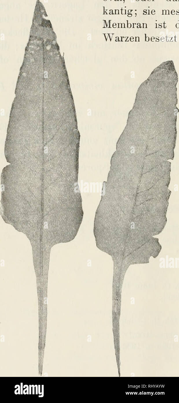 . Beitrge zur Kryptogamenflora der Schweiz. 38 Ustilago marginalis (O.G.) Schroeter. Ustilago Bistortarum ß marginalis Decandolle, Fl. Fr., Vol. 6, p. 76, 1815. Uredo pteridiformis Funck, Crypt. Grev., p. 5G4, 1819. Caeoma marginale Link, Spec. Plant., Vol. 6, 2, p. 10, 1825. Uredo marginalis Rabenhorst. Krypt.-Fl., Vol. 1, p. 7, 1814. Ustilago marginalis Schroeter, Krypt.-Fl. v. Schlesien, p. 272, 1889. Die Sporenlager werden in den umgebogenen Blatträndern von Polygonum Bistorta L. gebildet. Das Sporenpulver ist eine leicht verstäubende, dunkelviolette Masse. Die Sporen sind kugelig, seltene Stock Photo