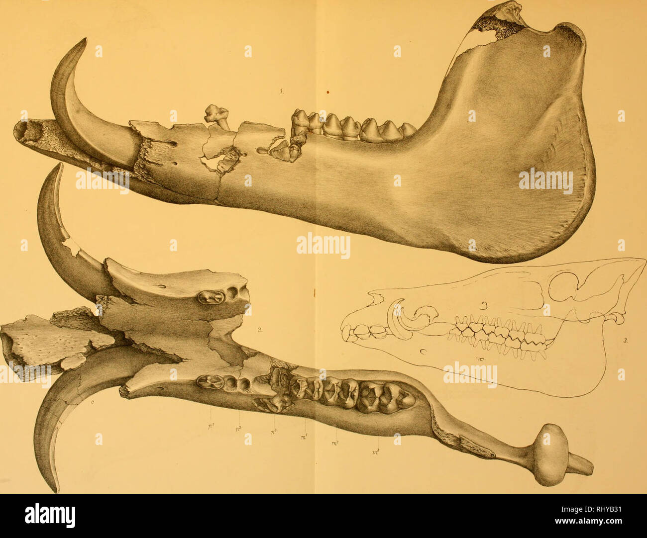 . Beiträge zur Paläontologie Österreich-Ungarns und des Orients. Geology; Paleontology. Killl. Lislriodoiiresk'. Taf.X. Ä Swoljoda &gt;}»i. Ti ]ül BetoägezurPalaecmloIotlp Ocstoiiculi-InSariiA und .l.-s Orictils hfirausspäcbcii vuii Kdm.v.Mojsisovics ii.MNciiniityi-Bil'll,l88(i. Verlag v Alfred Holder, k l&lt; Hof u Öniversitals-Bijchliandler in Wien. ÜlhÄU5t.V JOA ItdUpl.Wt--.. Please note that these images are extracted from scanned page images that may have been digitally enhanced for readability - coloration and appearance of these illustrations may not perfectly resemble the original w Stock Photo