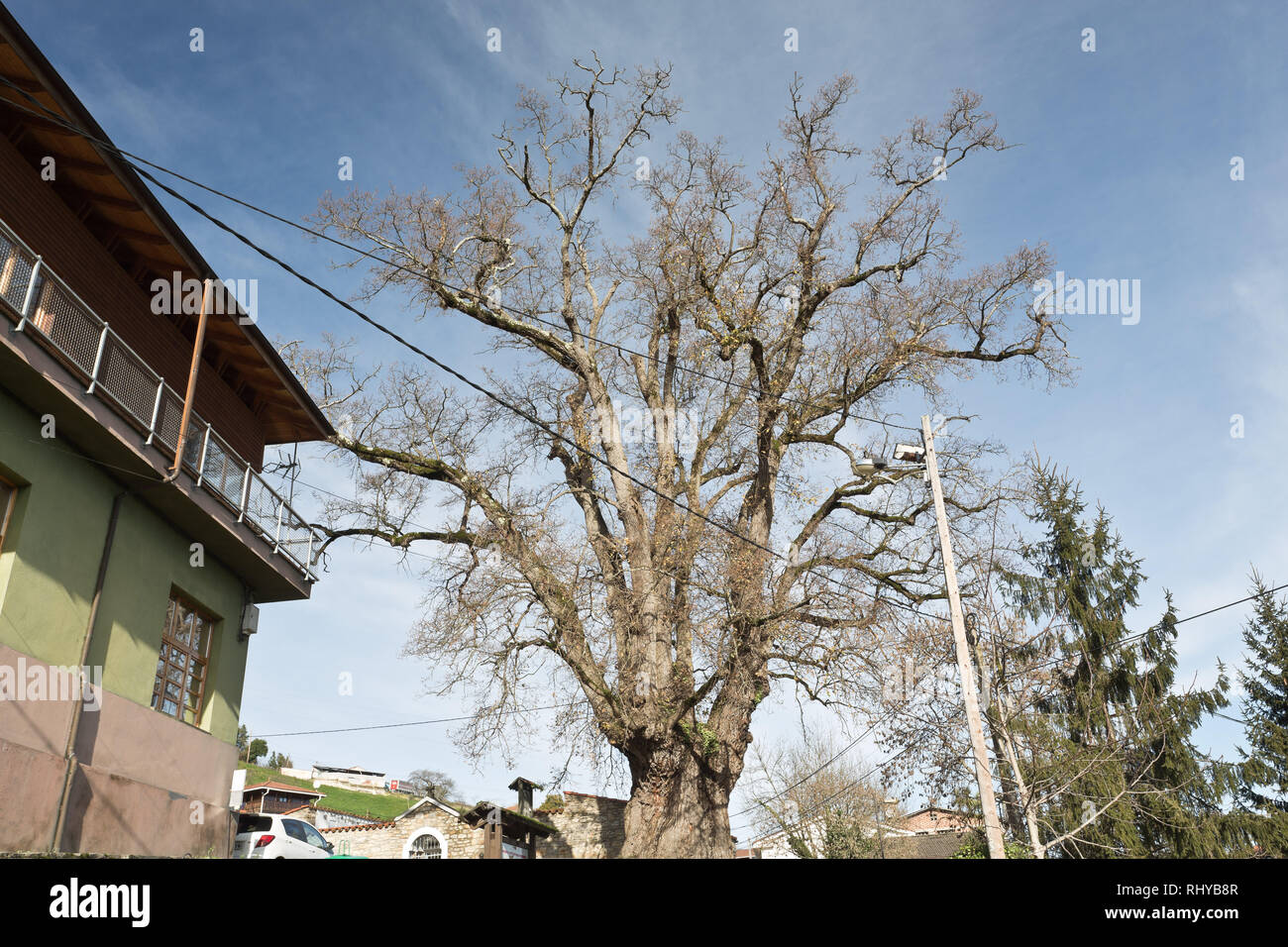 The Carvanón de Lavandera is a thousand-year-old oak located next to the church of San Julián, from the 18th century, in the place of Tueya, Lavandera Stock Photo
