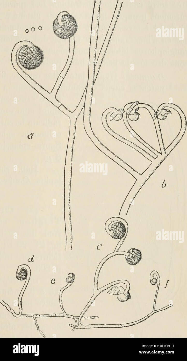 . Beitrge zur Kryptogamenflora der Schweiz. 103 La Mucorinee differe de celle de van Tieghem (C. umhellata) V Par la longueur du sporangiophore (2,5 ^ au maximum) contre 6—8 CHI. chez C. umhellata. 2&quot; Par le nombre des sporanges de Fornbelle, ne depassant pas 4. 3&quot; Par la columelle, le plus souvent ronde, ou rarement ovale. Les spores, par contre, ont sensiblement les memes dimensions. Sur les milieux li- quides, ce Champignon pousse mal; il n'y forme pas de chlamydospores. II se developpe mieux dans le liquide de Raulin neutre que dans Facide. Les sporanges y sont rares et ne se dev Stock Photo