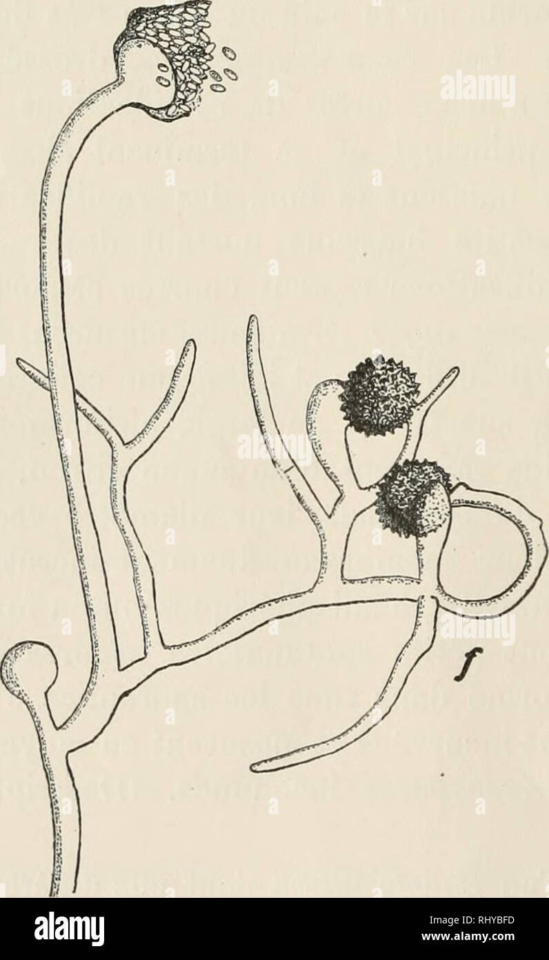 . Beitrge zur Kryptogamenflora der Schweiz. . Fig. 25. Mticor Moellen Vuillemin. a. h. c, d, e, f etats successifs de la formatioii des zygospores. (16) Mucor Moelleri Vuille- min --^ Zi/gorhun- cJius Moelleri Vuil- lemin (Bull. Soc. myc. de Fr., t. XIX, 2« fasc, 1903). Cette espece, trouvee pour la pre- miere l'ois par Moeller ä Ebers- walde, a ete decrite par Vuillemin. Je Tai moi-meme rencontree plu- sieurs fois dans la terre (bois Caran pres d'Onex, canton de Geneve; serre du j ardin botanique, sous les myrtilles ä Chemin-sur- Martigny, sur des racines de sapins ä Pralong-sur-Cluses, Hte-S Stock Photo