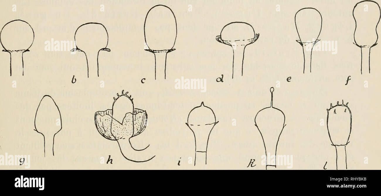 . Beitrge zur Kryptogamenflora der Schweiz. 29 miforme (ex. Äbsidia Orchidis), ou un prolongement termine par une boule comme chez A. spinosa (fig. 15, k). Mais les asperites peuvent etre plus nombreuses, c'est ce qui se voit chez Gircinella aspera (fig. 15, h) et MuGor plumheus (fig. 15, l): la columelle est spinescente. La columelle peut se dötacher en meme temps que le sporan- giole, lorsque celui-ci est caduc, c'est ce qui a lieu dans le genre Püoholus. Enfin l'absence de cet Organe caracterise la famille des Mortierellees comprenant les genres Mortierella et Herpocladiella. Spores. On res Stock Photo