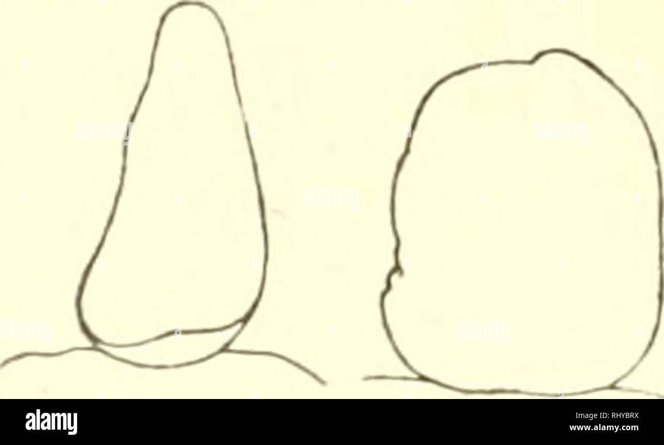 . Beiträge zur Kenntnis der Meeresfauna Westafrikas. 390 H. AUGENER. Ruder sind einästio-. Im übrigen entspringen die Normalruder am hinteren Segmentringel. Die normalen Ruder haben im wesentlichen den gleichen Aufbau wie bei Gl. Meckeli und Gl. Goesi. Nach Vergleich mit einer Gl. Meckeli von Neapel sind die Ruderlippen, welche als wohlentwickelte zugespitzte Organe in einem vorderen und hinteren Paar vorhanden sind, etwas spitziger und schlanker. Gl. guinensis verhält sich demnach in der Form der Ruderlippen zu Gl. Meckeli wie Gl. africaua zu Gl. fridactijla Schm. Die Form der Ruder mit ihren Stock Photo