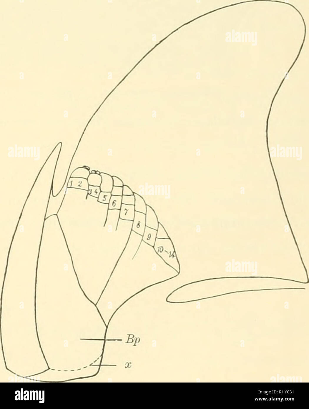 . Beiträge zur morphologie des skeletes der dipnoer, nebst bemerkungen