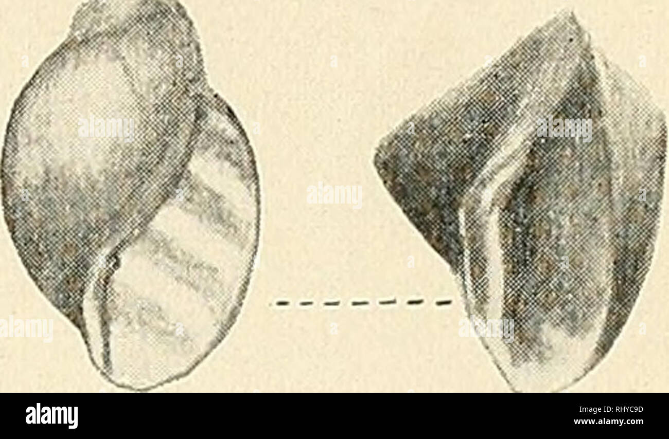 . Beiträge zur Kenntnis der Molluskenfauna der Magalhaen-Provinz. Mollusks. Fig. 102.. Please note that these images are extracted from scanned page images that may have been digitally enhanced for readability - coloration and appearance of these illustrations may not perfectly resemble the original work.. Strebel, Hermann, 1833-1914. [Jena, Gustav Fischer] Stock Photo