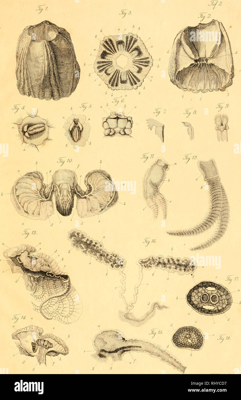 . Beiträge zur Naturgeschichte der Rankenfüsser (Cirripedia). Cirripedia; Crustacea; Barnacles. S.Sur?neist^ del. t'SJreler ^-czc^.. Please note that these images are extracted from scanned page images that may have been digitally enhanced for readability - coloration and appearance of these illustrations may not perfectly resemble the original work.. Burmeister, Hermann, 1807-1892. Berlin : G. Reimer Stock Photo