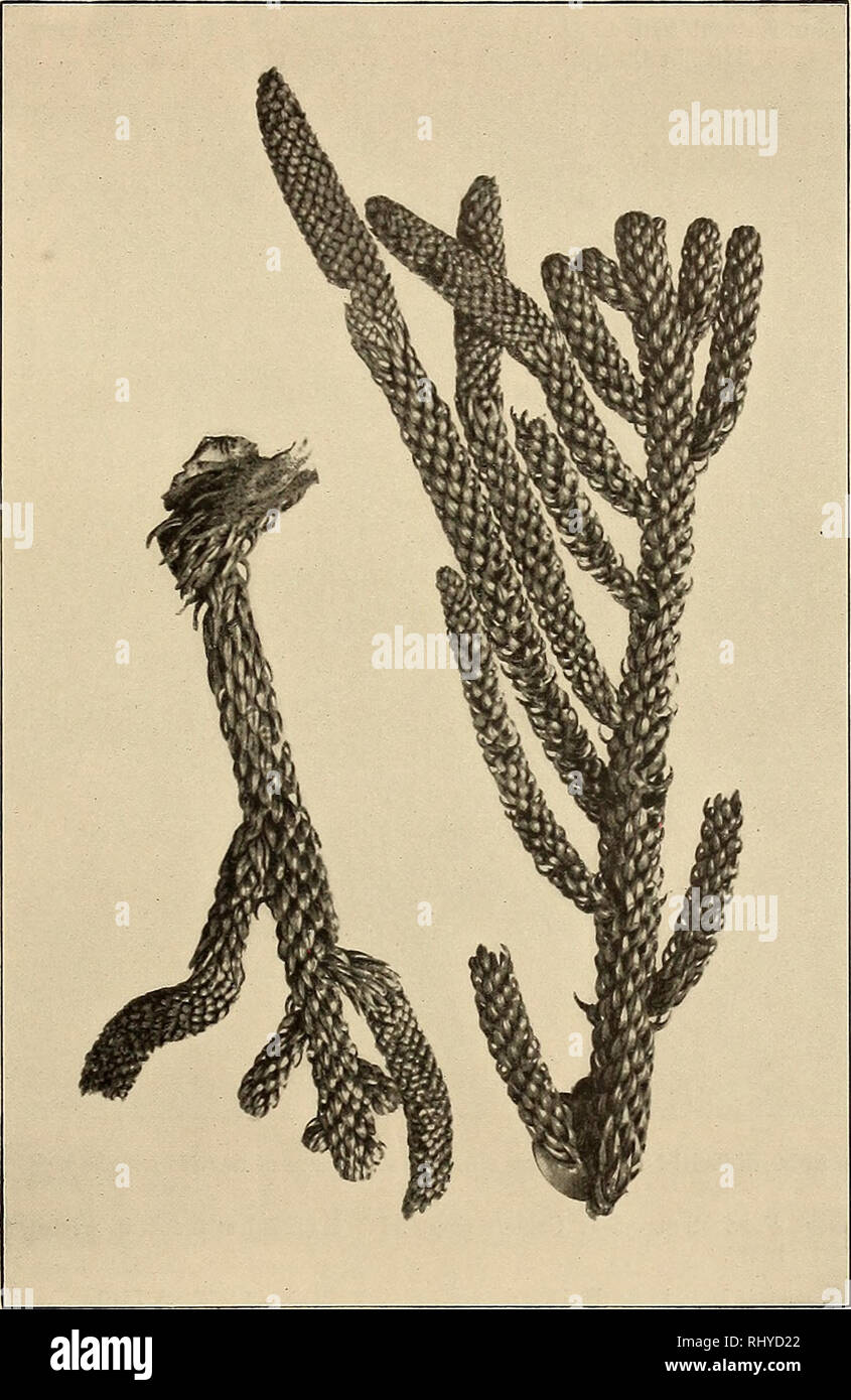 . Beiträge zur Flora und Pflanzengeographie Australiens. Botany. 245 XVIII. Podocarpaceae. 72. Podocarpus L'Her. 294. P. elata R. Bb. ex Mirb. R. Br. ex Mirb. in Mem. Mus. Paris. XIII. 75 (1825), F. v. Muell. Fragm. IV. 87 (1864), Parlat. in DC. Prodr. XVI. 2, p. 517 (1868), Benth. Fl. Austr. VI. 247 (1873), F. M. Bail. Syn. Queensl. Fl. 497 (1883), Rep. Gov. Sei. Exp. Bellenden-Ker. Fig. 58. Arauearia Cunninghamii Ait., männliche Zapfen, nach einem Exemplare von den Tambourine Mountains. (4/s nat. Gr.) 61 (1889), Catal. Plants Queensl. 45 (1890), Queensl. Woods 135 (1899), Queensl. Fl. V. 149 Stock Photo